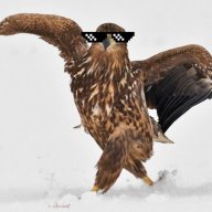 Птиц